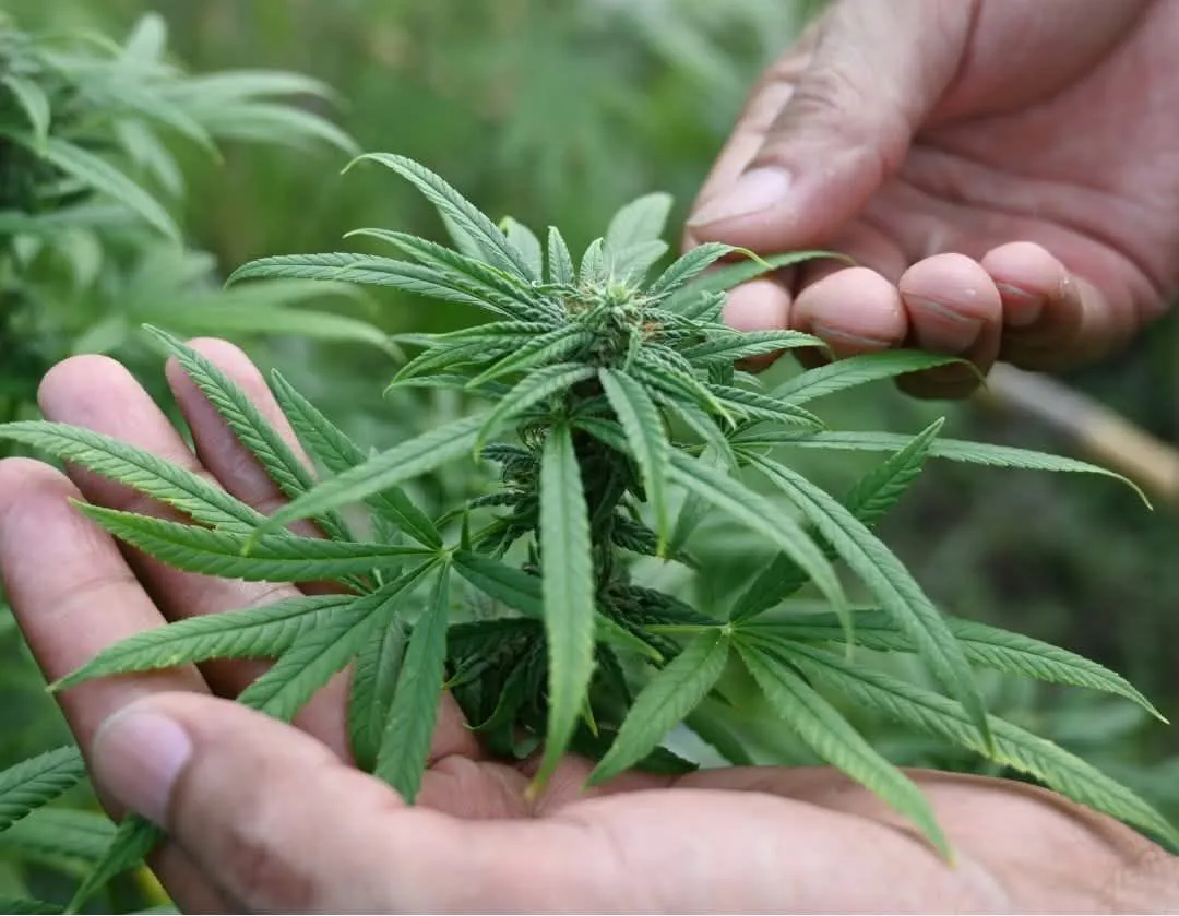 WhatsApp Image 2026-02-02 at 17.07.33