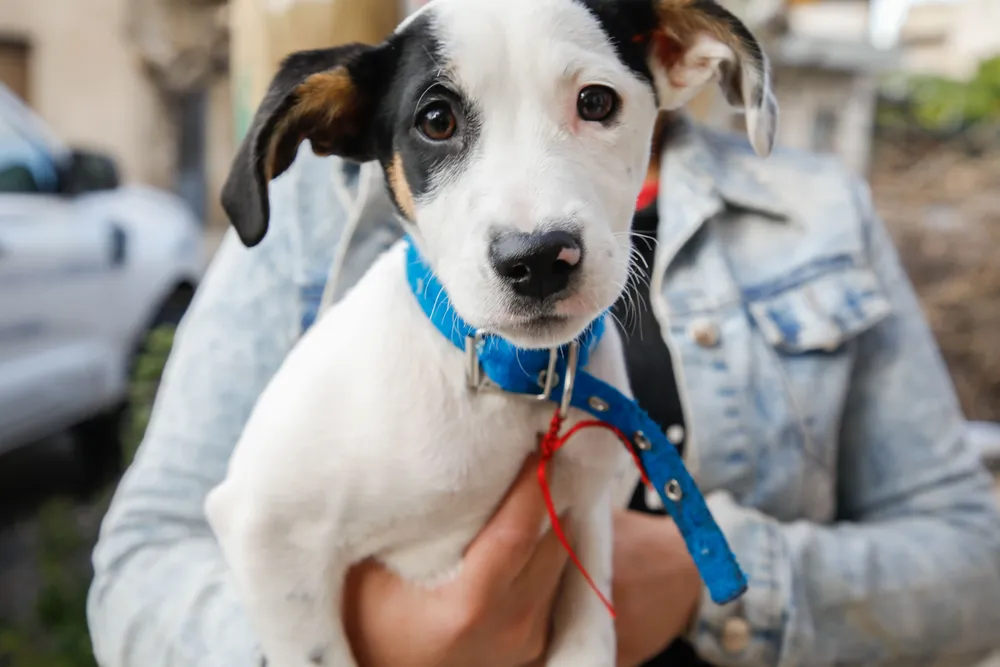 Campaña gratuita de vacunación antirrábica en La Matanza